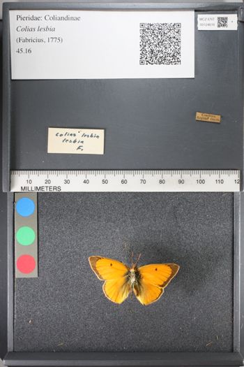 Media type: image;   Entomology 124616